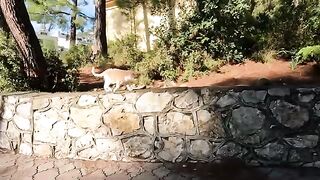 Stray cat shows his love by rubbing his head against me