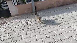 The cat with white paws was so affectionate that I didn't pet him, the cat petted me.