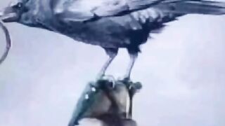 Pashto Funny videos