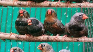 Zebra finches orange pair full