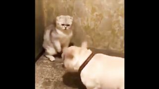 best cat & dog funny video