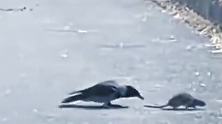 chua or kawa funny video