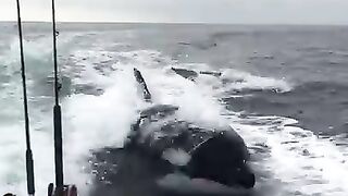 Killer_whales_surprise_fishermen_off_the_California_coast.
