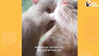 Cuddly-Rat-Can-t-Stop-Giving-His-Cat-Sis