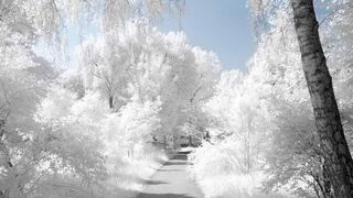 AMAZING NATURE