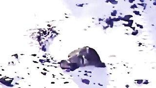 Fannle I  □ Leopard jumps ????