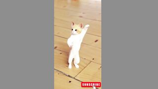 cat (tiktok)