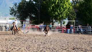 Rodeo event with bulls and wild horses