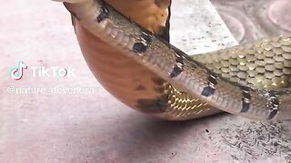 Snake fight