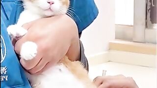 Cat injekshan