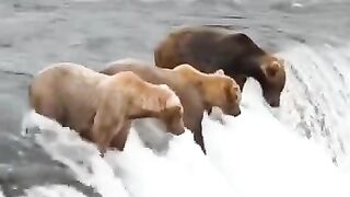 Animal Planet 2023