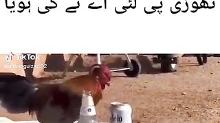 Cock funny seen