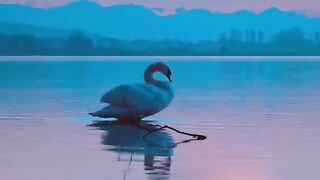 WhatsApp Status | Nature Video |Background | John92
