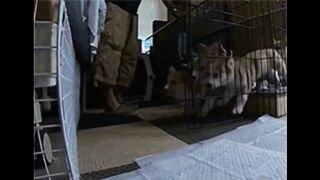 Hilarious Slow moo Puppies Make You Laugh | John92