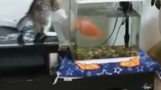 cat complation