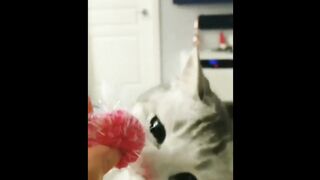 A Collection of the Funniest Cat Moments