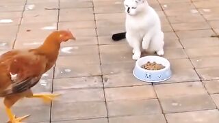 Cat vs hen