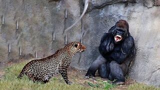 30 Times Animals Messed With The Wrong Opponent