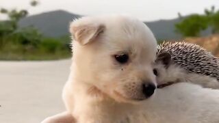 Puppy