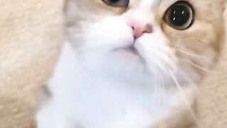 CAT Cutest girl in the world