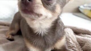 Dog Lyonja