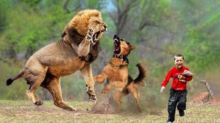 35 Hero Animals That Saved Human Lives