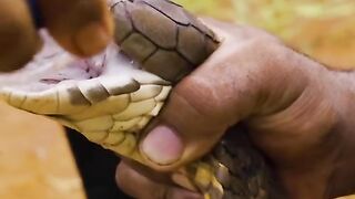 How is the snake bite poison? snake bites piercing|types of snake bite| #shorts #snakes