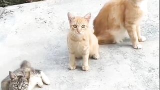 All cats is Harassing the cats