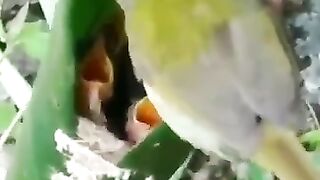 Birds sounds