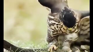 Eagle hunting skills