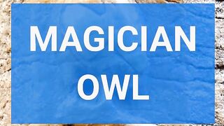 MAGICIAN OWL II comedy stories in English with pictures II Joke in English