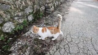 As soon as Ollie the cat came near us, he started purring