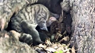 A Mother Cat Appeared with a Kitten in the Forest – What Happened Next Was Unexpected