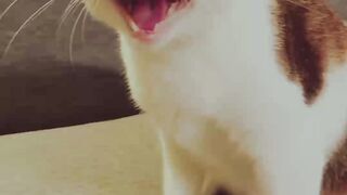 The cat eats greedily