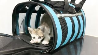 The kitten's first bath saved its life. Fleas and dirt were removed.