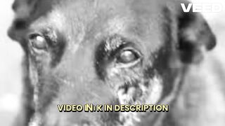 [Full] video do cachorro orelha portal do zacarias orelha cachorro