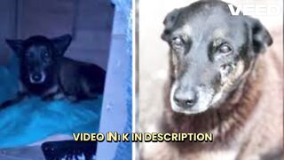 [Ver] adolescentes cachorro orelha portal zacarias cachorro orelha foto