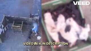 [Watch] caso cachorro orelha portal zacarias video do cachorro orelha