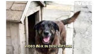 [Clip] cachorro orelha video caso do cachorro orelha portal zacarias