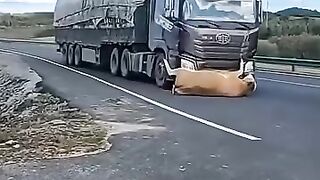 A Lory Hits A Cow On Road