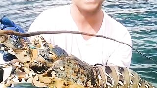 Hunting vloging in the beach find big lobster