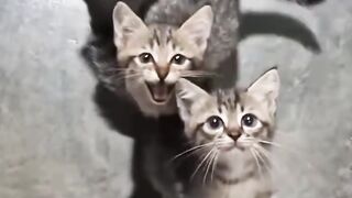 Rebutan mimi cucu