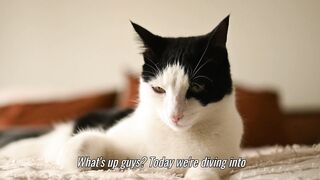 Cat Breeds Explained ???? | Types of Cats & Their Unique Features