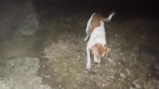 The night scare