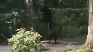 two cane corsos attack black bear cub.mp4.2026