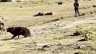Tibetan brown bears vs dog.mp4.2026
