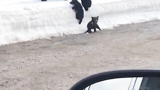 Mama Bear Defends Cubs Against Car.mp4.2026