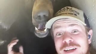 Bears do bite! dangerousanimals.mp4.2026