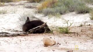 Hyena v. Hyena_ Battle For Territory .mp4.2026