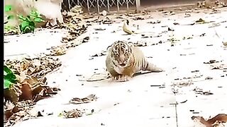 Mom s reaction to cub s call..mp4.2026